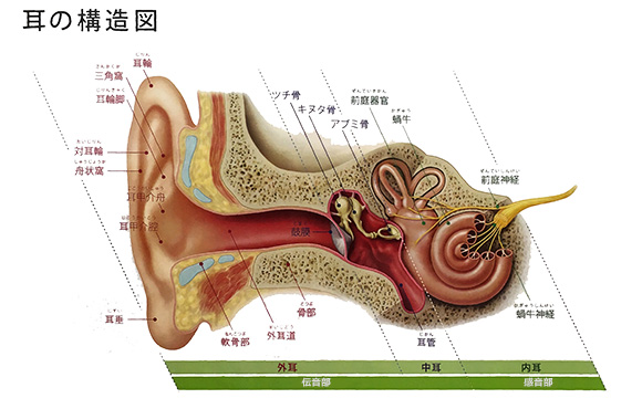 耳の構造と役割 – 秋葉原補聴器｜リスニングラボ